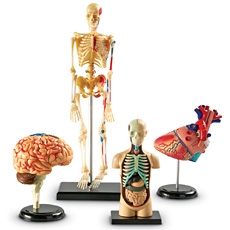 EDU 3338 해부 모델 모형 세트 Anatomy Models Set